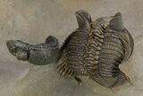 Two Spiny Erbenochile Trilobites With Gerastos - Stunning Association! #241562-4